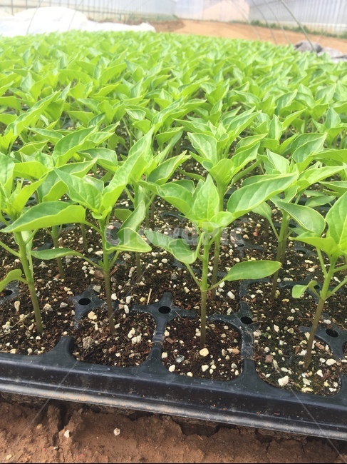 고추모종,육묘,고추모,새싹,모종,고추,채소,야채,vegetables,산업,industry,industrial,농업,농사,agriculture,farming,farming industry