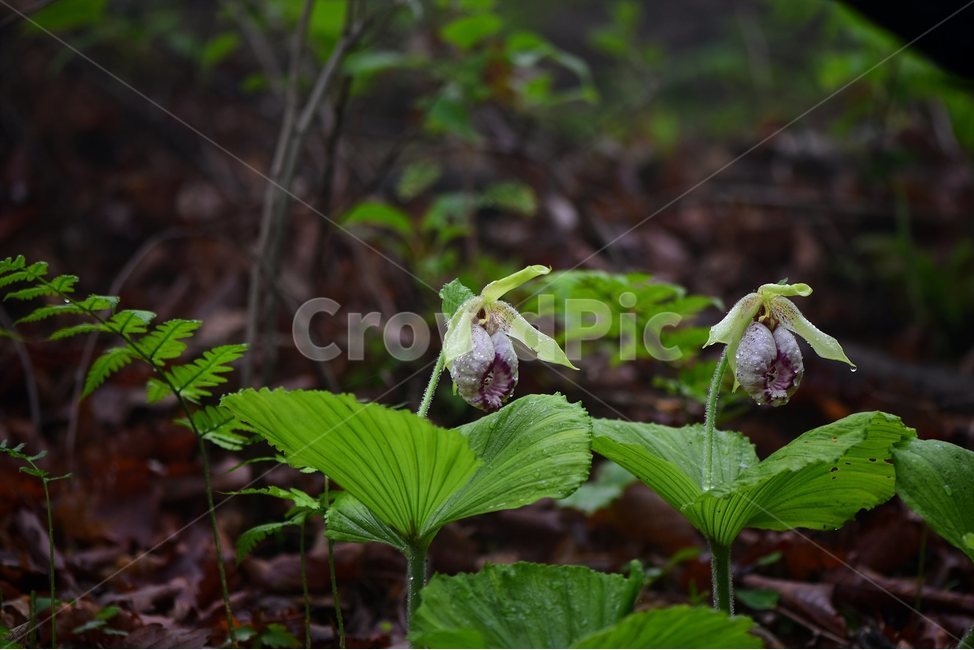 광릉요강꽃,멸종위기,난초과,복주머니란속,야생화,1급,희귀,봄,꽃,plant,wild,flower,자연,생태,식생,풀꽃,식물,식물,자연,plants,nature,꽃,flower