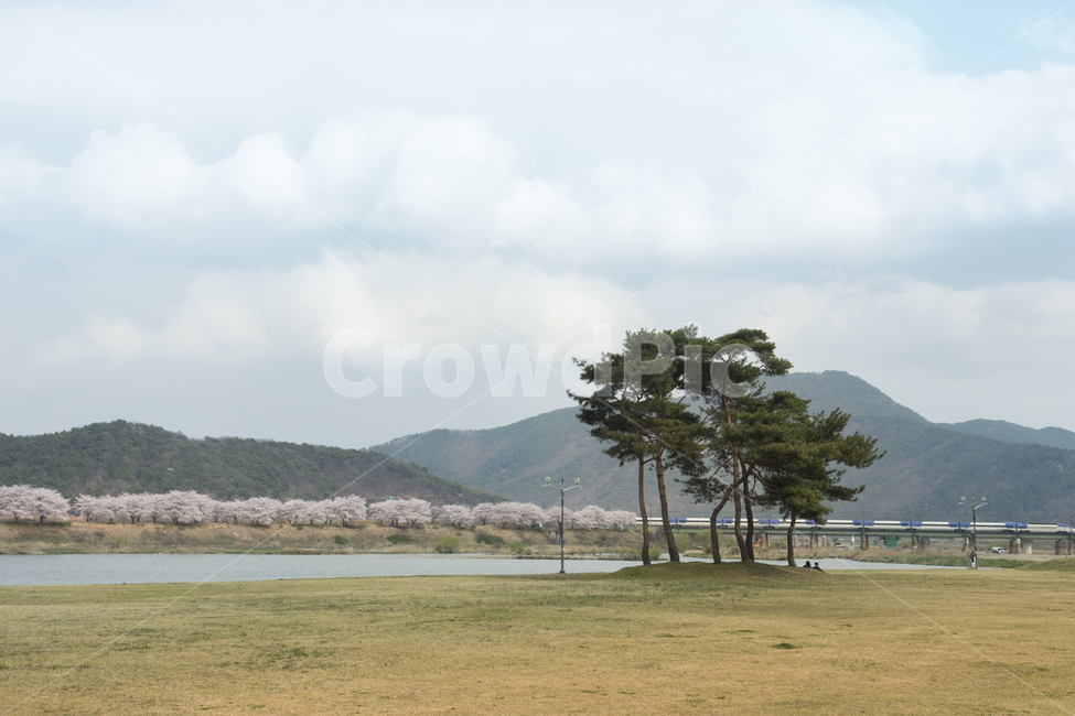 나무,봄,하늘,구름,풍경,밀양,소나무,벚꽃