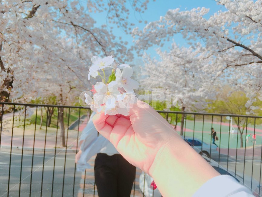 벚꽃,벚꽃놀이,꽃놀이,꽃,flower,봄,계절,spring,season,자연,풍경,nature,landscape,식물,plants,꽃,flower,plant,blossom