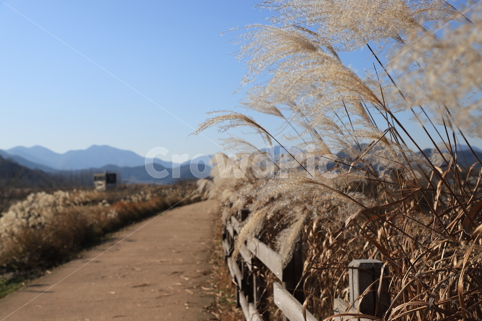 갈대,reed,산책로,갈대숲,주남저수지