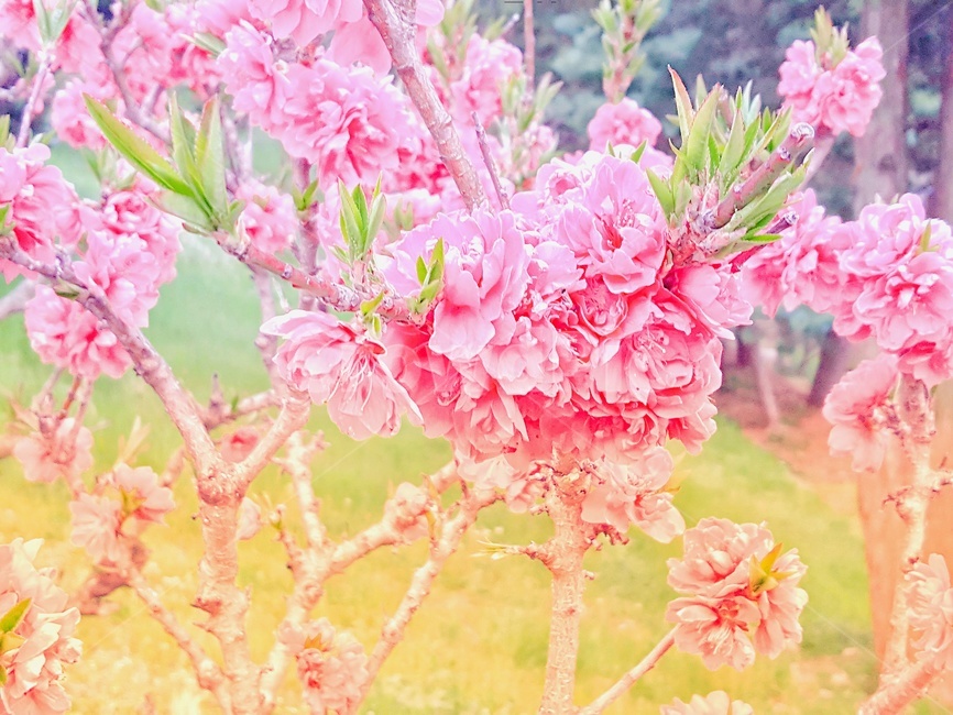 꽃,분홍색,풀,나뭇가지,꽃잎