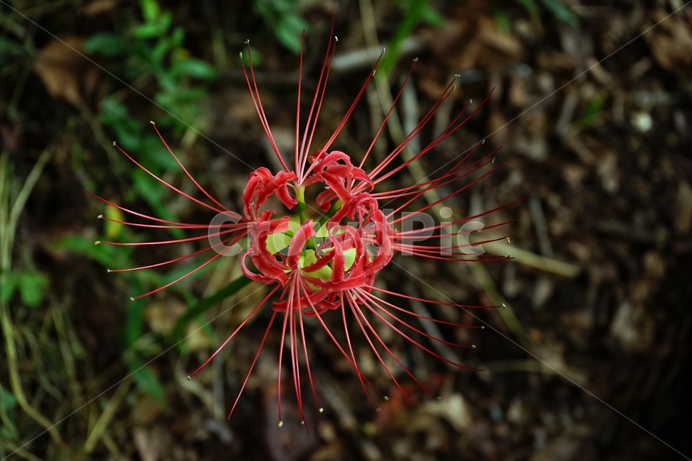 꽃무릇,붉은상사화,슬픈추억,garden,september,꽃,flower,redspiderlily,red,august,bloom,fullbloom,수선화과,여러해살이풀,석산,Lycorisradiata,식물,자연,plants,nature,꽃,flower