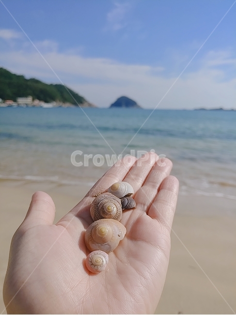 바다,감성,조개,조개껍데기,힐링,맑음,손,해변,바다,beach,sea