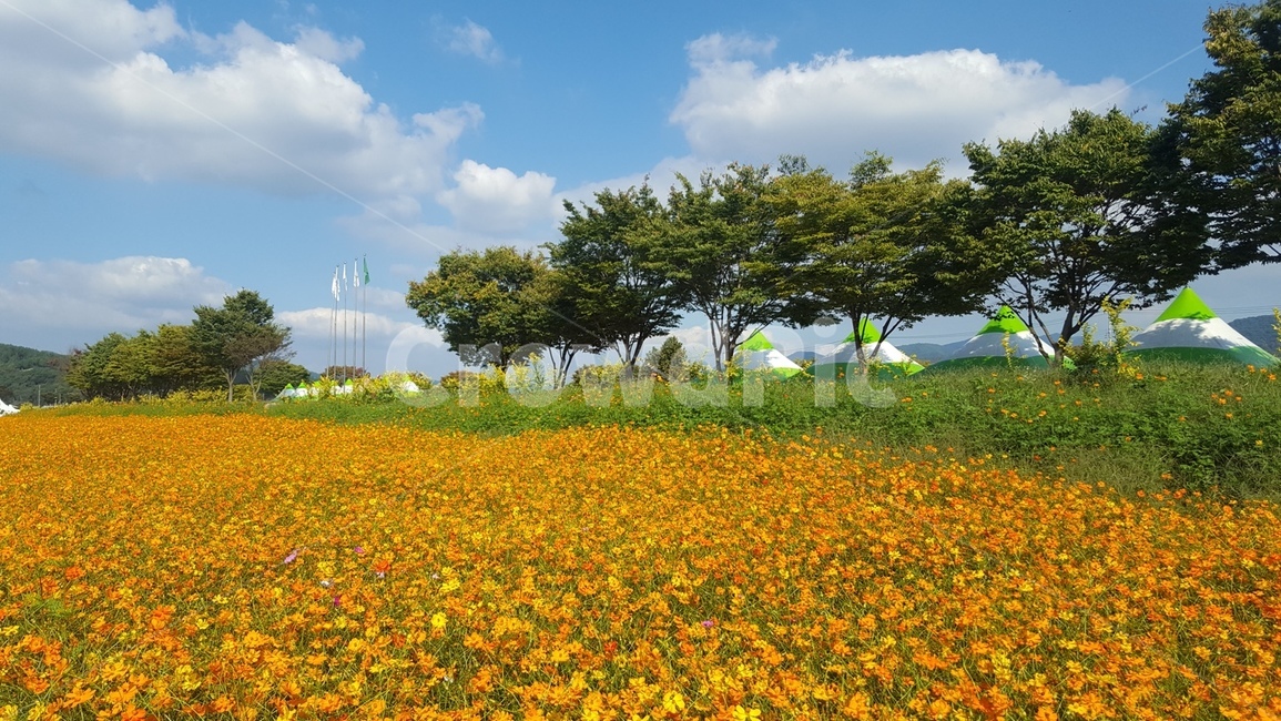 황룡강,꽃,flower,황화코스모스,식물