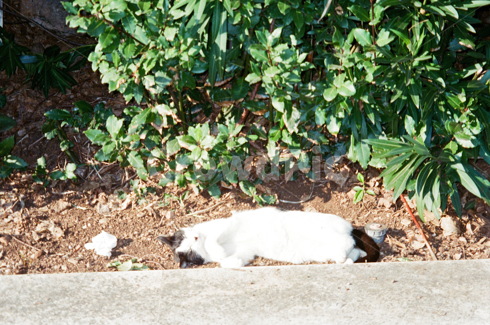 film,감성,필름,고양이,길고양이,cat,동물,animal,포유류,mammal,고양이,cat,kitten,kitty