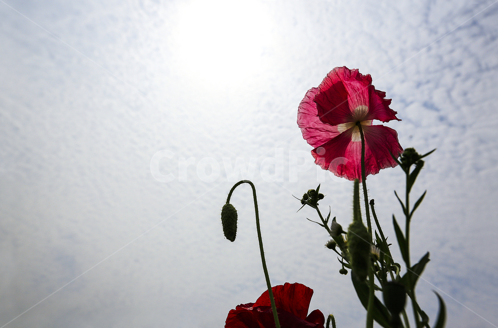 양귀비,사랑,열정,아름다움,심플,식물,자연,plants,nature,꽃,flower