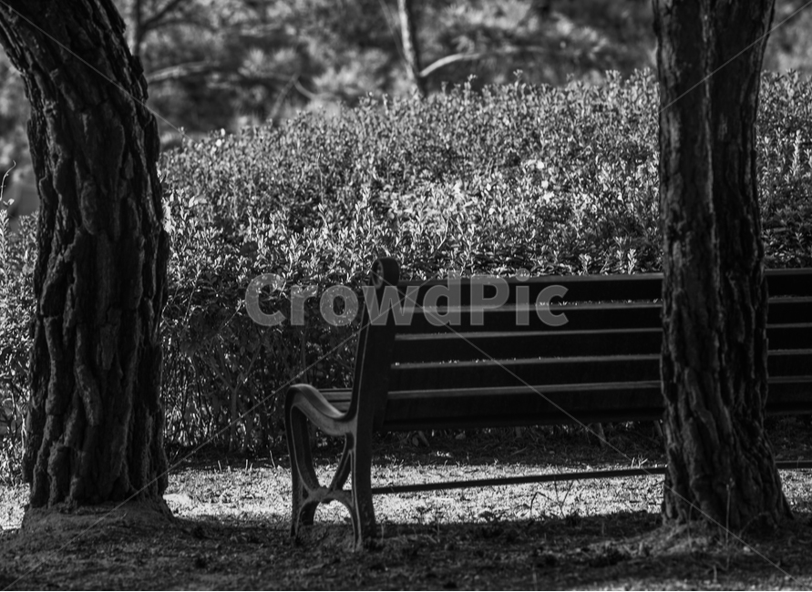 공원,숲,숲속,길,벤치,나무,자연,풍경,자연,풍경,nature,landscape,흑백,모노톤,monochrome,black and white,bench