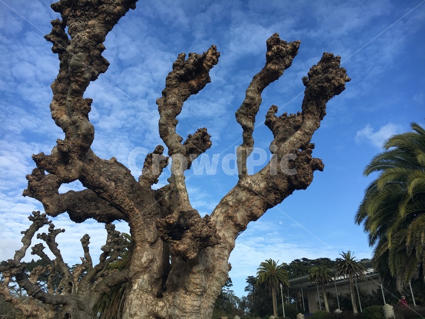 tree,나무,plant,식물,거친,잎이없는,나무줄기,branch
