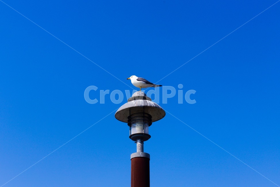 바다,갈매기,자연,여름,바닷가,동물,animal,조류,새,birds