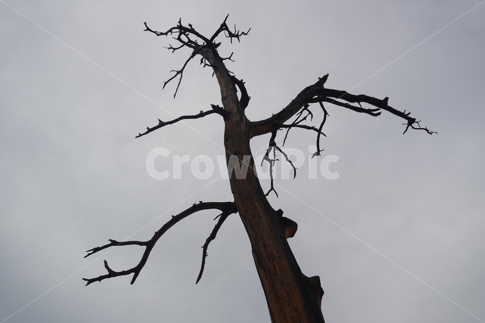 tree,나무,plant,식물,treetrunk,나무줄기,자연,nature,심오한,식물,자연,plants,nature,나무,trees,wood