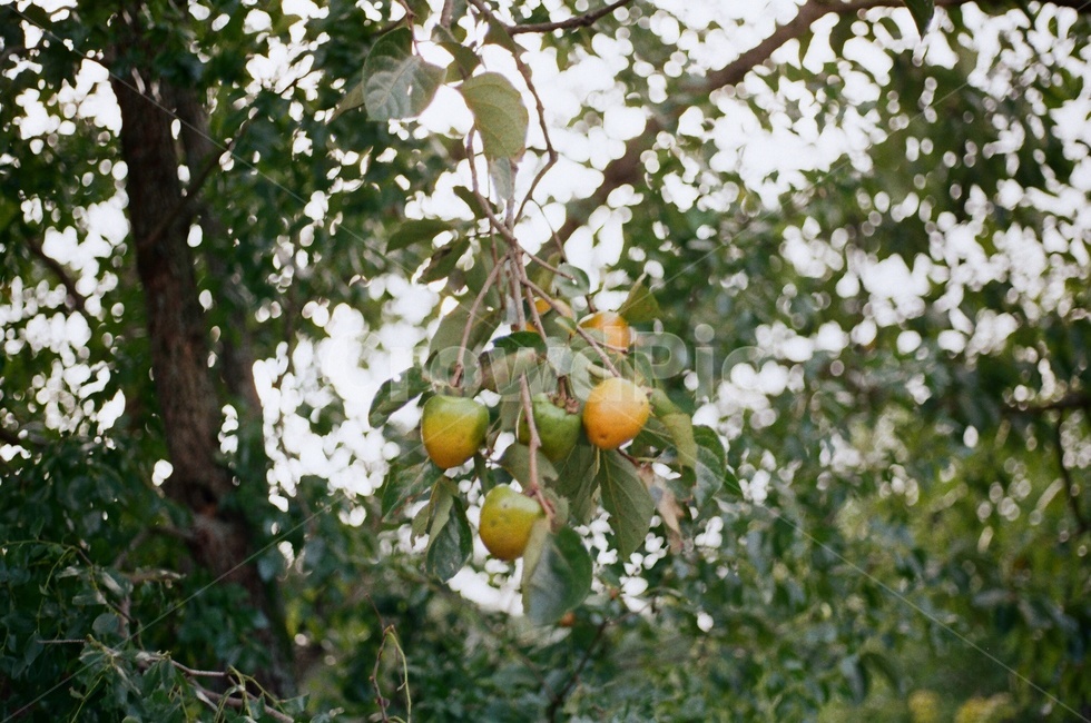 나무,감,가을,과일,fruit,food,produce,생산액,식물,과일,열매,fruit