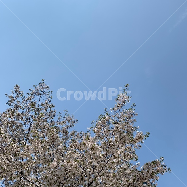 하늘,벚꽃,벚꽃하늘,파란하늘,봄,식물,자연,plants,nature,꽃,flower