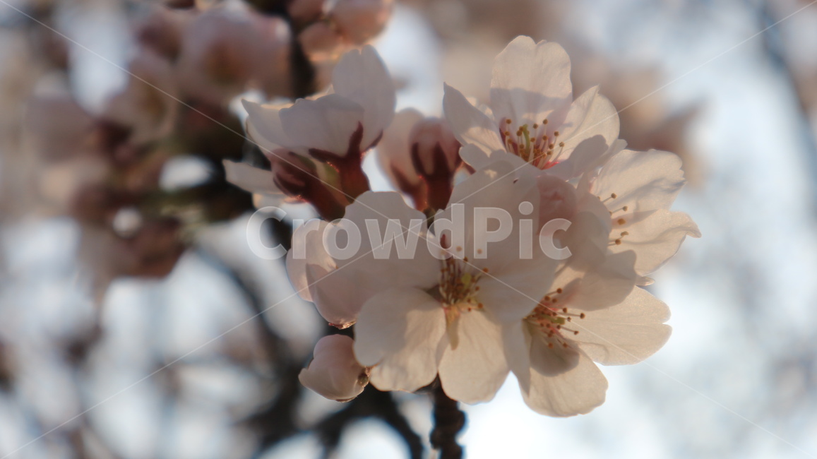 벚꽃,봄,꽃,꽃클로즈업,spring,cherryblossom,blossom,flower,개화