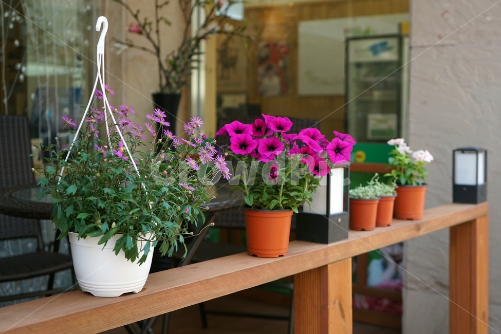 화분,꽃,분홍,식물,bloom,flower,pot,nature,beautiful,plant,실내용화초,화분,화초,house plant