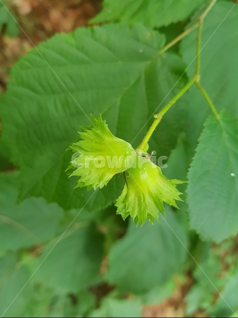 자연,식물,나무,열매,fruitful,식물,자연,plants,nature