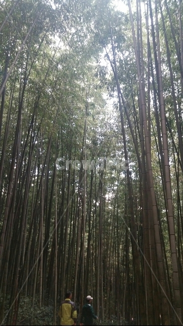 plant,식물,대나무,대나무숲,숲길,우거진,나무,trees,wood