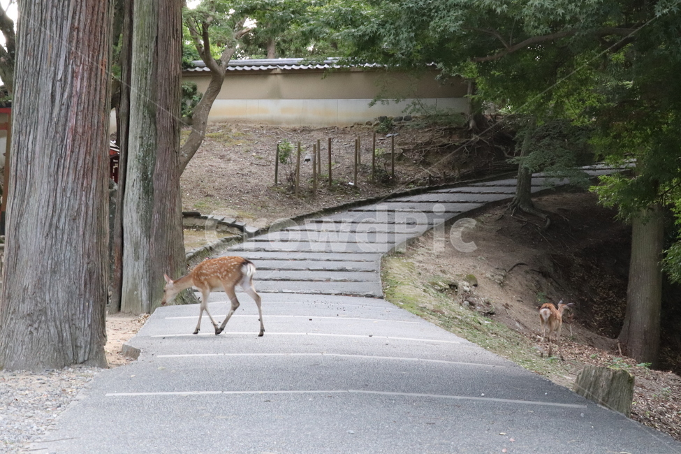 animal,동물,deer,사슴,wildlife,야생생물,mammal,동물,animal,포유류,mammal