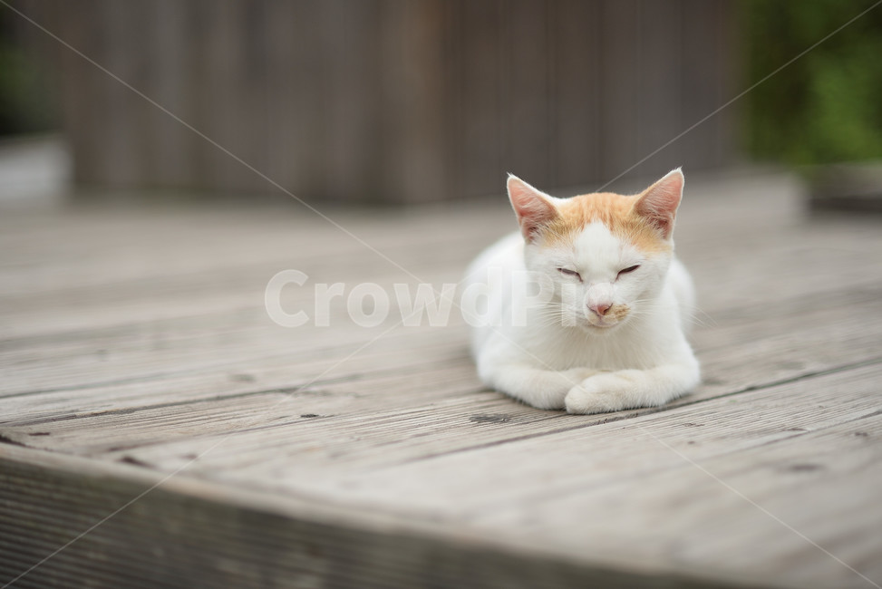 cat,고양이,동물,길고양이,포유류,animal,동물,animal,포유류,mammal,고양이,cat,kitten,kitty
