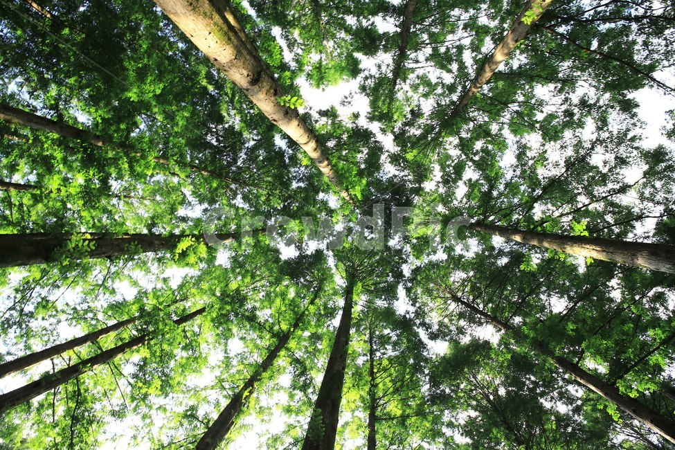 식물,tree,plant,수목원,나무,푸른,식물,자연,plants,nature,나무,trees,wood