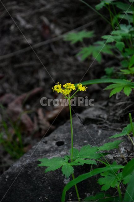 금마타리,야생화,꽃,식물,자연,생태,플라워,flower,plants,nature,식물,자연,plants,nature,꽃,flower