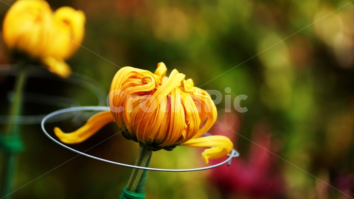 국화,개량국화,꽃축제,꽃길,식물,식물,자연,plants,nature,꽃,flower