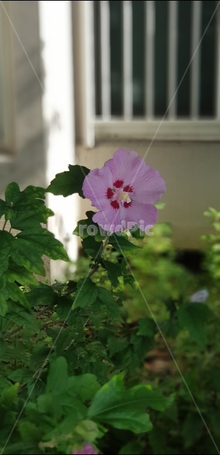 꽃,분홍꽃,여름꽃,무궁화,우리나라꽃