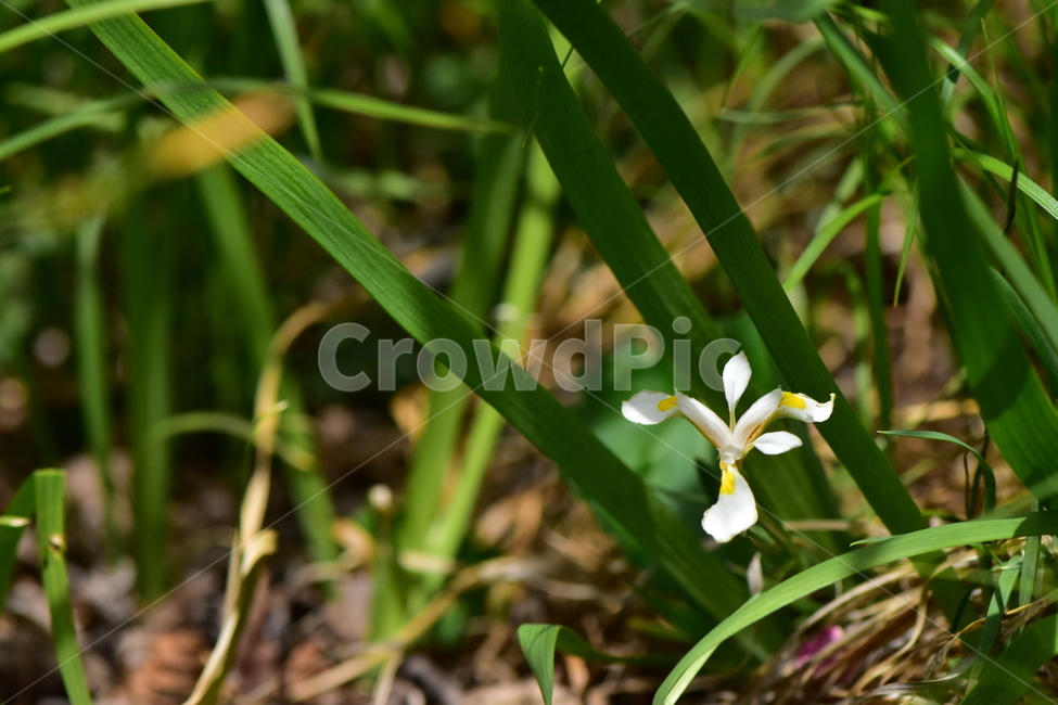 노랑무늬붓꽃,야생화,꽃,식물,자연,생태,플라워,wildflower,flower,plants,nature,season,감성,느낌,emotion,feeling