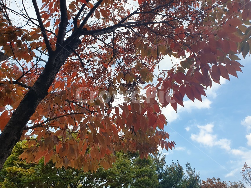 단풍,maple,leaf,잎,나무,tree,식물,하늘