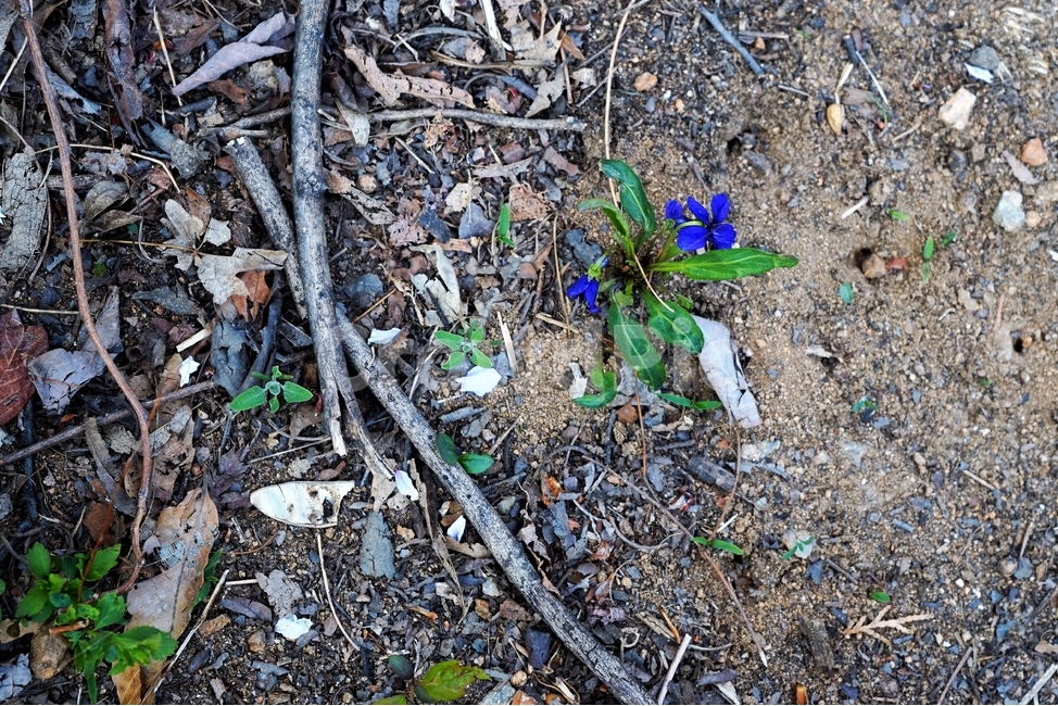 제비꽃,보라,봄,식물,계절,소박함,작은꽃,식물,자연,plants,nature,꽃,flower