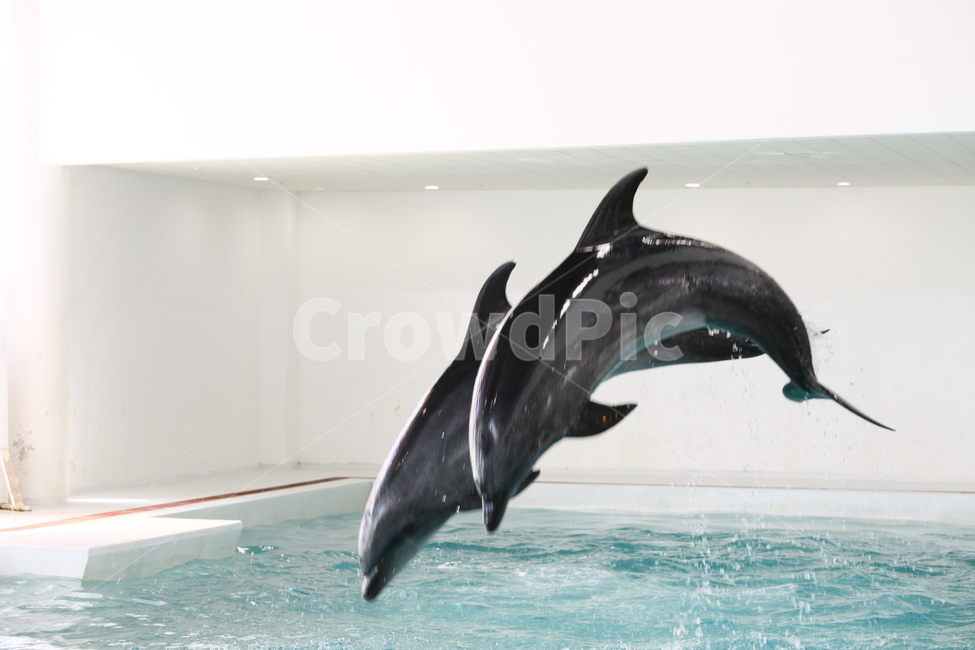 돌고래,점프,아쿠아리움,돌고래쇼,돌고래두마리,동물,animal