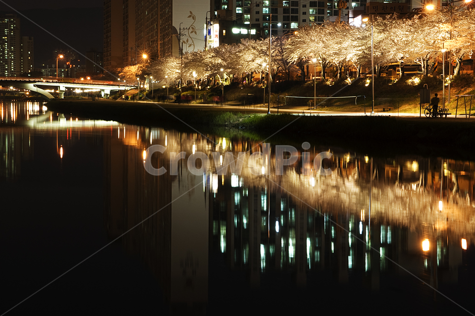 벚꽃,야경,온천천,벚꽃야경,온천천야경,봄,도심,나무,강,야경,밤,풍경,nightscape,night,landscape,도시,city