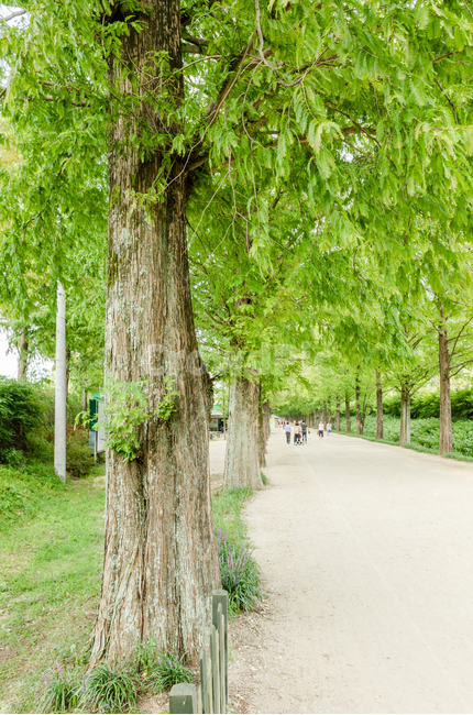 나무,초록,초록색,메타세콰이어,나무길,자연,풍경,nature,landscape,한국자연풍경,한국자연경관,korea nature landscape,식물,plants,나무,trees,wood,tree,plant,tree trunk,나무 줄기