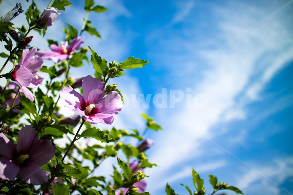 Malvaceae,pink,seed,Rose of Sharon spirit,Independence Movement Day,Rose of Sharon flower,red,petal,Chrysanthemum,light pink,park,Geunhwa,national flower,Fruit,tree,flower,Korean flower,wildflowers,White,angiosperms,dicotyledonous plant,plant,Rose of Shar