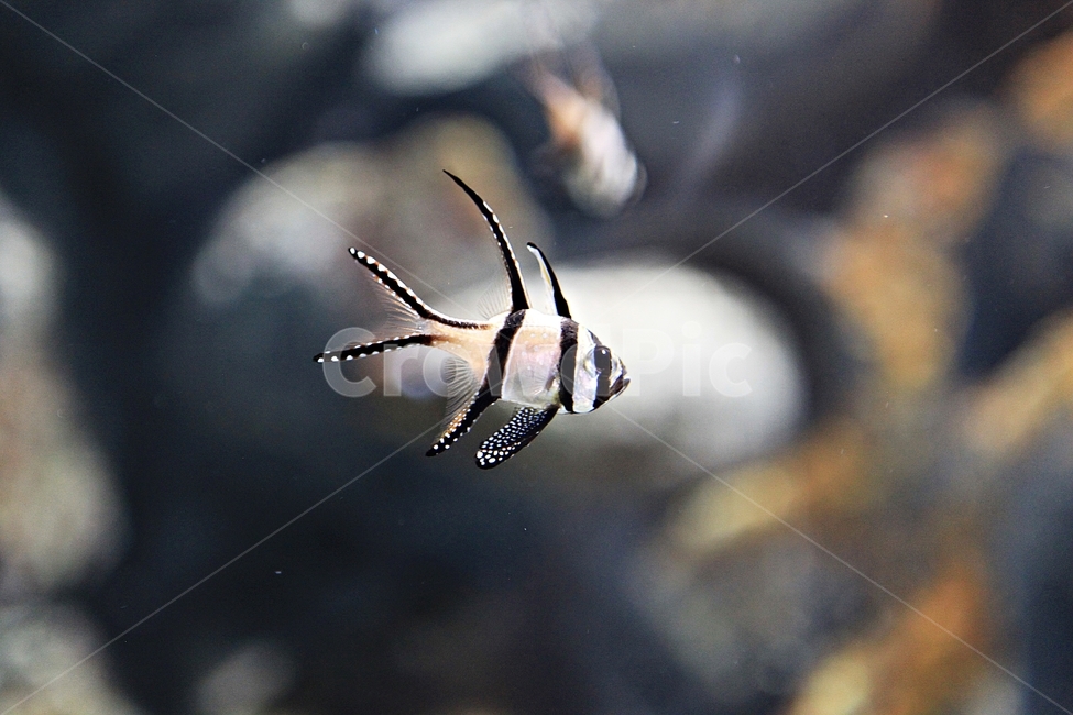 물고기,아쿠아리움,수족관,물,어패류,동물,animal,어류,물고기,fish