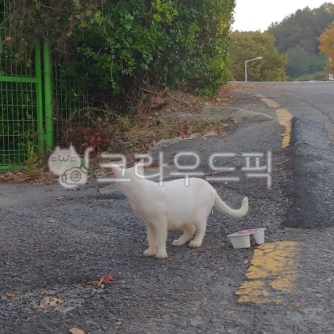 back,asphalt,Pets,Korean Shorthair,stray cat,koreanshorthair,white cat,cat,nose short,animal,Street,pet