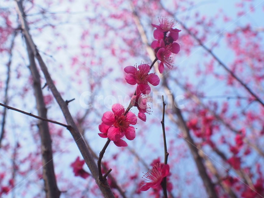 홍색,홍매화,매화,꽃,봄,따뜻한,아름답다,봄,계절,spring,season,식물,자연,plants,nature,꽃,flower,plant