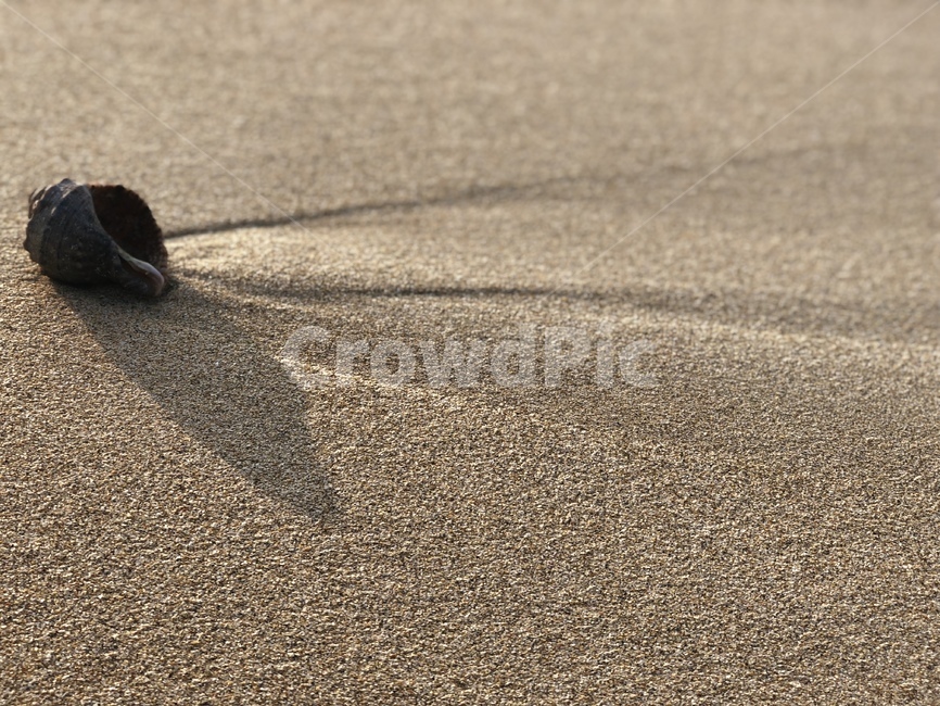 백사장,모래사장,소라,고동,소라고동,바닷가,outdoors,옥외,sand,모래,nature,자연,바다