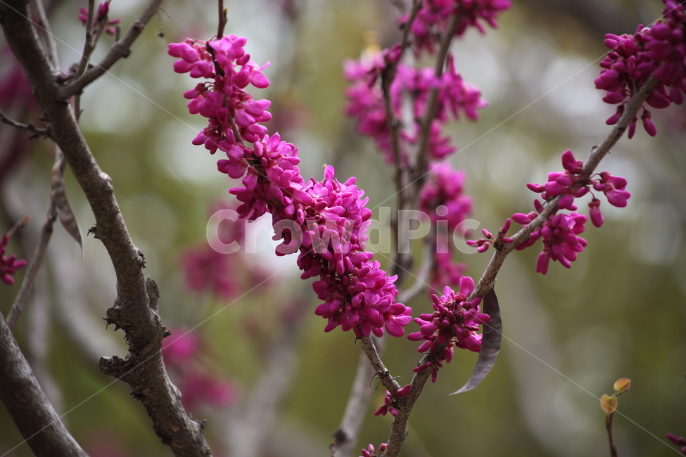 박태기나무,밥티나무,꽃,봄,chinessredbud,CercischinensisBunge