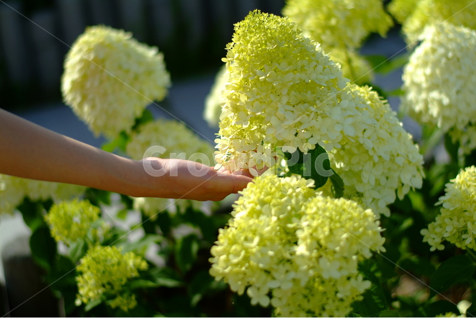 손,수국,hydrangea,flower,꽃잎,식물,자연,plants,nature,꽃,감성,감정,sensible,feeling,emotion,휴식,힐링,rest,relaxation,healing,식물,자연,plants,nature,꽃,flower,사람,인물,인간,human,person,신체일부,몸,body