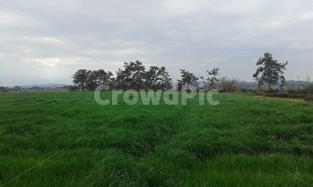 자연,배경,초원,풍경,경치,자연,풍경,nature,landscape,field,들,grassland,목초지,outdoors,옥외,farm,농장,rural,농촌