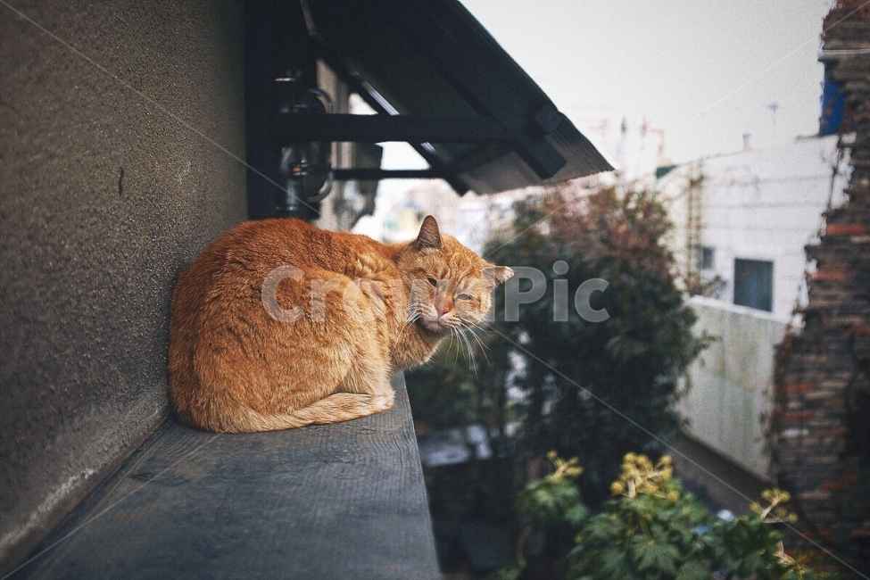 감성사진,고양이,동물,길고양이,골목,야외,필름,색감,야생,emotion,cat,animal,outdoor,film,color,wildlife,동물,animal,포유류,mammal,고양이,cat,kitten,kitty