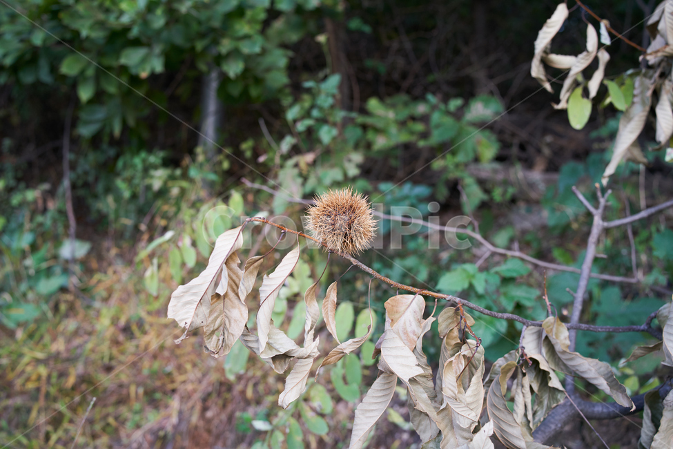 밤나무,밤,나무,가을,숲,forest,tree,autumn,가을,계절,fall,autumn,season,과일,열매,fruit,plant,식물
