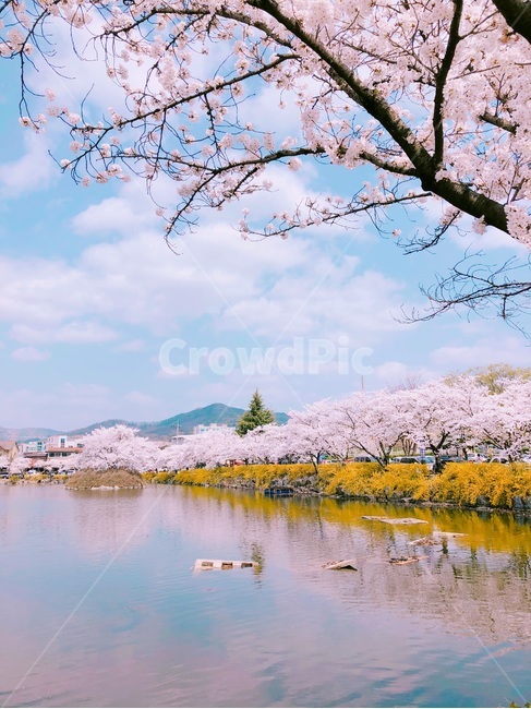 꽃,봄,개나리,flower,벚꽃