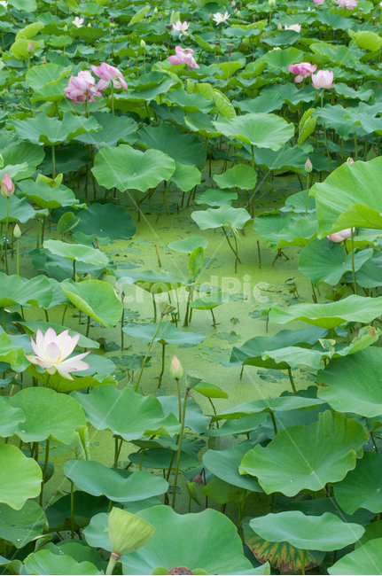 연꽃,lotus,연못,꽃,연잎,여름꽃,자연,flower,pond,안압지,연꽃단지,식물,자연,plants,nature,꽃,flower