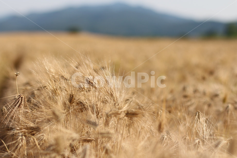 경주,분황사,보리밭,보리,여름,가을,계절,fall,autumn,season,plant,식물