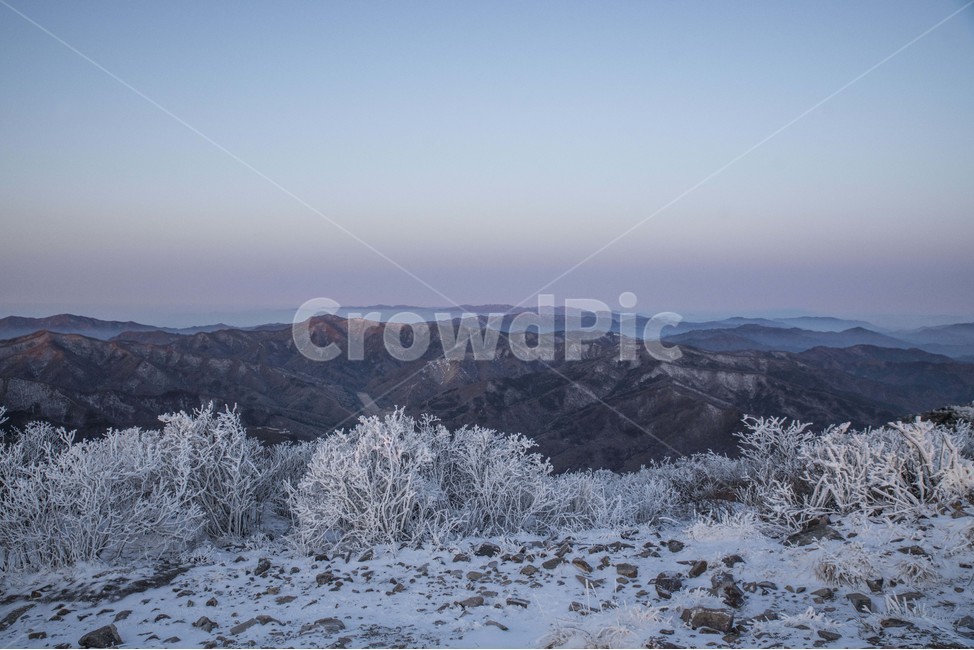 겨울,풍경,설산,태백산,상고대,눈꽃,겨울,계절,winter,season,자연,풍경,nature,landscape,tree,나무,plant,식물,outdoors,옥외,fir,전나무