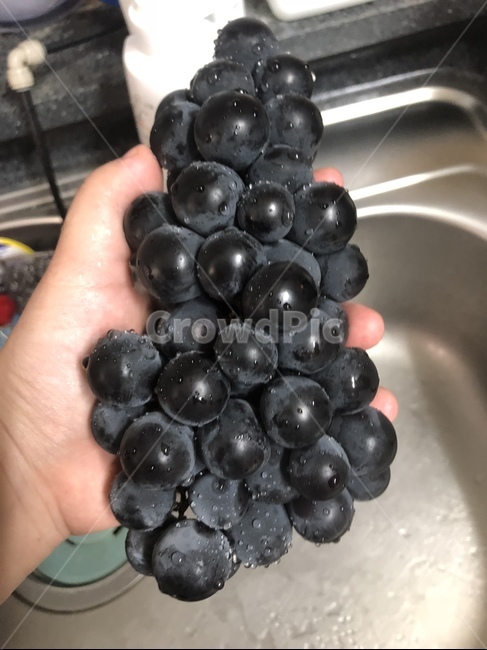 포도,과일,제철과일,여름과일,음식
