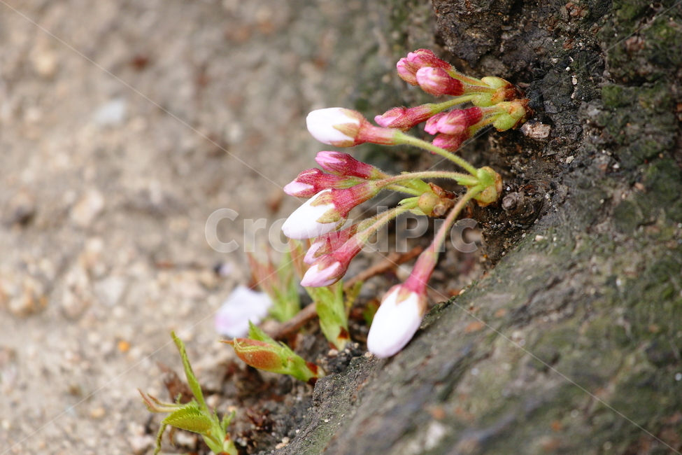벚꽃,꽃,봄,꽃잎,꽃봉오리,봄,계절,spring,season,식물,자연,plants,nature,꽃,flower,plant,blossom,sprout,새싹,bud,싹