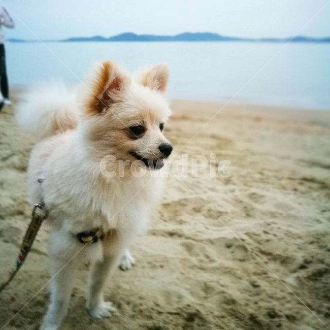 포메라니안,강아지,바다,동반여행,여행,해변,바다,beach,sea,동물,animal,포유류,mammal,개,강아지,dog,doggy